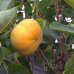 Ebenovník rajčiakový - Hurmikaki (Diospyros kaki) ´MUSCAT´ - výška: 150-170 cm, obvod kmeňa: 4/6 cm, kont. C15L (-18°C)